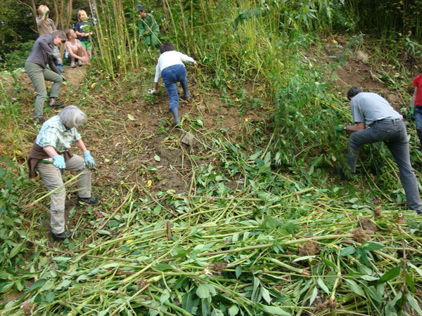Eifeler Mundart: Ostbelgiens Kampf gegen invasive Pflanzen