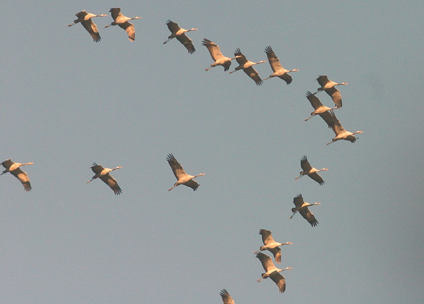 Eifeler Mundart: Vogelzug im Herbst