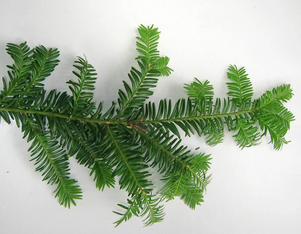 Eifeler Mundart: Europäische Eibe als Antikrebsmittel