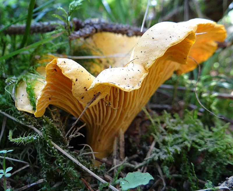 Eifeler Mundart: Pilze in unserer Heimat