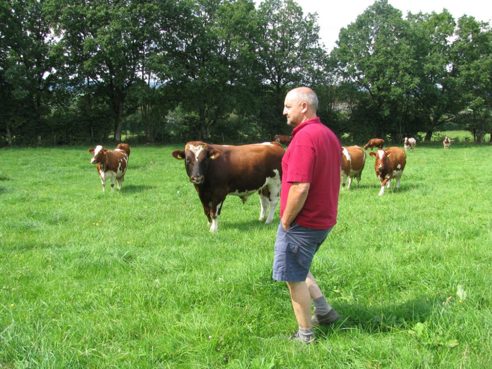 Eifeler Mundart: Erhalt der Ostbelgischen Rotbunten
