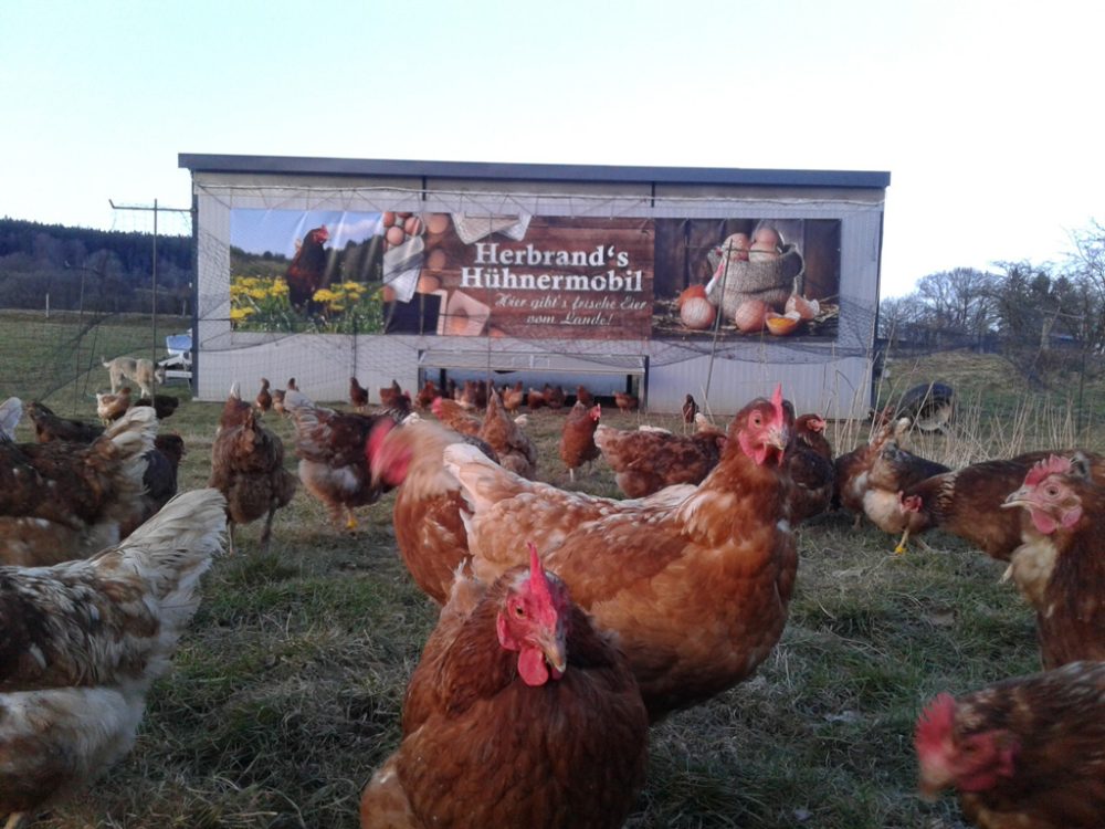 Eifeler Mundart: Herbrand’s Hühnermobil in Recht