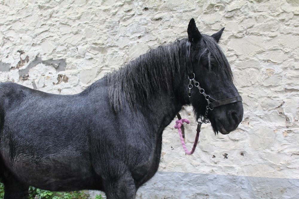 Eifeler Mundart: Pferdestärke