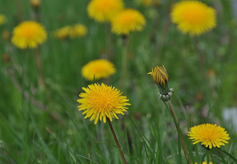 Eifeler Mundart: Allerheiligen und Löwenzahn