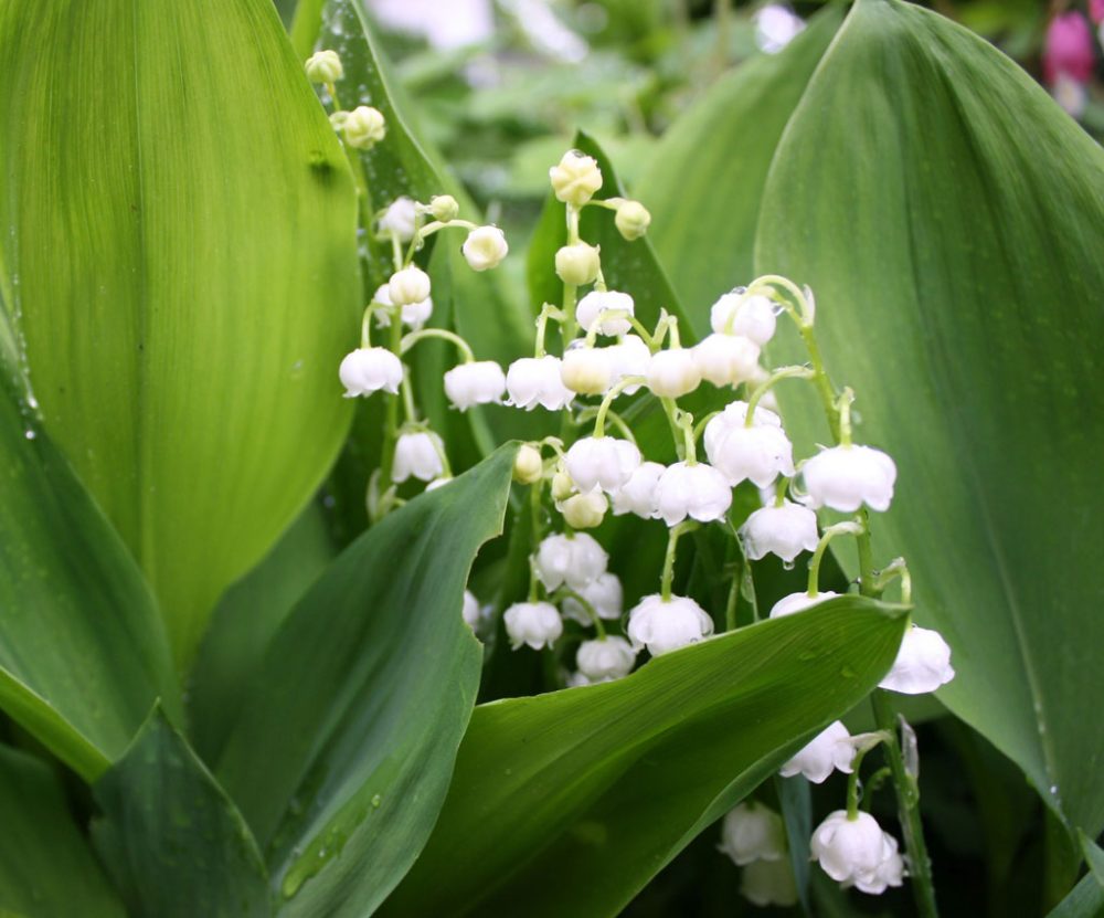 Eupener Mundart: Der Wonnemonat Mai