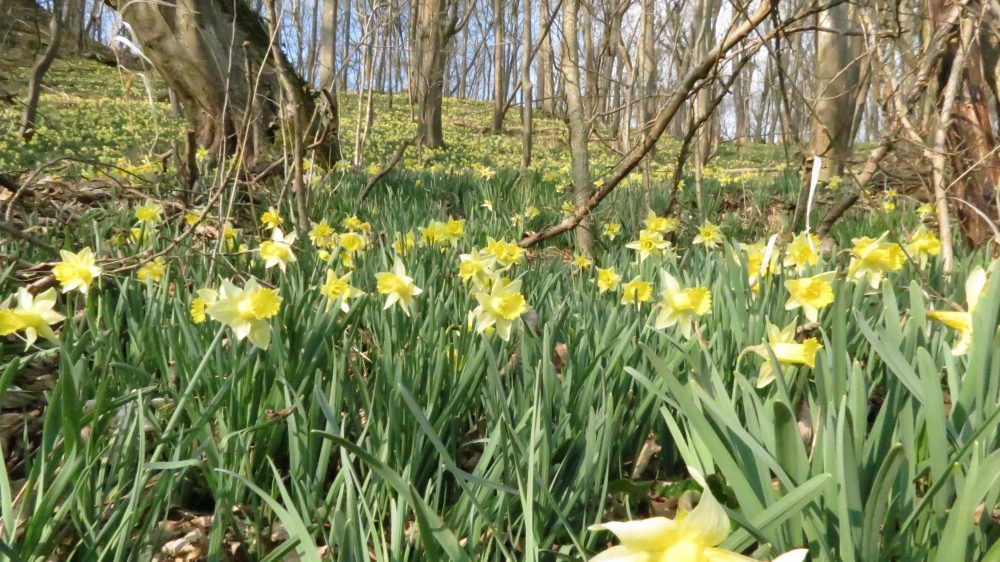 Eifeler Mundart: Hermann Delges - Rechter Urgestein und ein echter Vereinsmensch